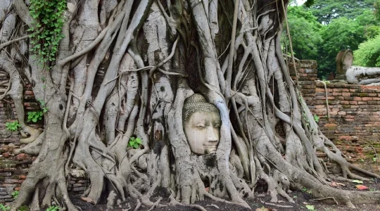 ワットマハタート